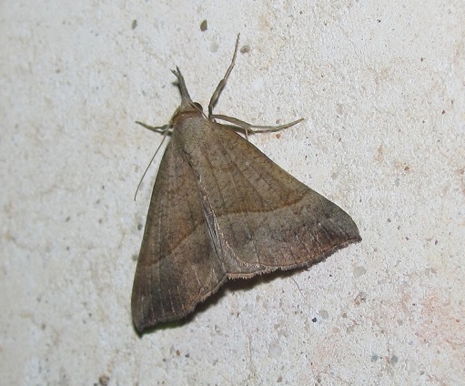 Hypena proboscidalis (Erebidae)